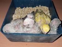 Show jumbo muhabbet kuşu yavruları ev üretimi