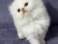 British Longhair Sıcak Kanlı Yavrumuz