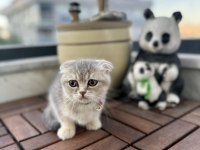 Ev Ortamında Eğitimleri Tam Dişi Scottish Fold