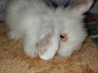 Teddy Lop Tavşanı Yavrular