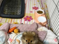 4 Aylık Aşıları Tam Pomeranian