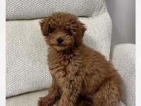 3.5 Aylık Erkek Poodle Hatay