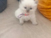 1 Aylık British Longhair