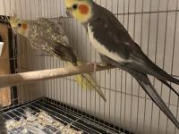 Mükemmel formda ve eş tutmuş sultan papağanı çift