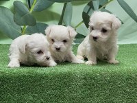 Gönderim İmkanı İle Maltese Yavru Köpekler