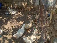 Yetişkin Kars Kazı