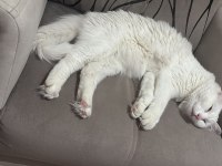 Kısır Aşıları Tam Ve Çipli Ankara Kedisi