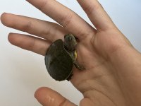 0-3 Aylik Kırmızı Yanaklı Çok Kaplumbağa