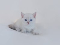 British Shorthair Yavruları