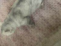 Kedimiz Ücretsizdir Ömürlük Yuva