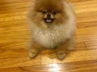 Pomeranian boo yavruları