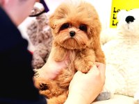 Sevecen Akıllı Maltipoo Bebekler