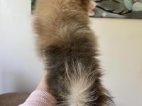 Pomeranian Spitz Yavrular