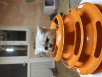 British Shorthair Lynx Point Hemen Teslim