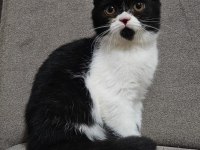 Uygun Koca Kafalı Scottish Fold Yavruları