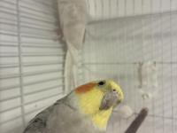 Çift sultan papağanı