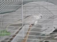 Albino Sultan Papağanı