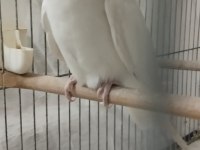 Erkek Sultan Papağanı, Dişi Sevda İle Değişim Olur