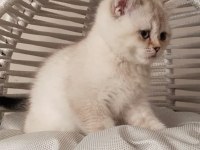 İki Buçuk Aylık Dişi Ve Erkek Yavru Kedimiz