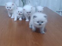 British yavrular sahiplendirilecektir