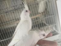 Yavru Sultan Papağanları Ele Alıştırmalık