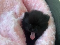 Siyah Nadir Renk Pomeranian