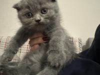 2 ay dişi scottish fold
