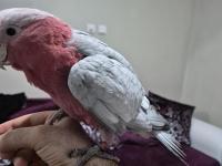 Gül Kakadu İçin Açıklamayı Okuduktan Sonra İletişime Geçebilirsiniz