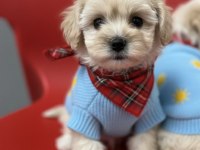 Hipoalerjenik tüy dökmeyen maltipoo bebekleri