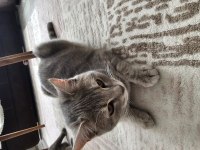 Bu British Shorthair Melezi Olan Güzelliği Kim Sahiplenmek İster?