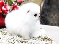 Kartopu gibi pomeranian yavrularımız