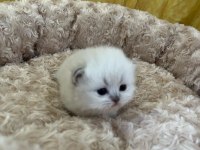 Minik british bebeklerimiz ailelerini bekliyor