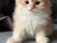 Orjinal british longhair yavrular
