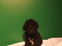 Siyah Toy Poodle Yavrularımız