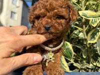 Orijinal Güler Yüzlü Show Kalite Poodle Köpeğimiz