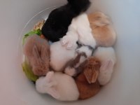 İzmir İçi Hollanda Lop Tavşanı