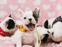 French Bulldog Yavrularımız