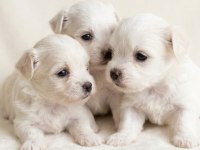 0 numara en küçük boy maltese bebekler