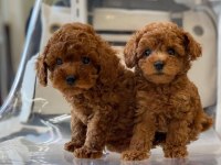 Toy poodle köpek yavruları