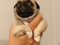 Pug yavrularımız sağlık ve ırk garantilidir