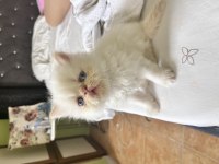 Oyuncu Safkan İran Kedisi Bebekler