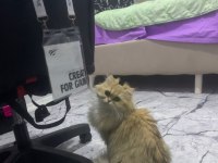 Sevgi Dolu British Longhair Kedisi