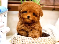 Toy poodle yavrularım (ücretsiz değildir)