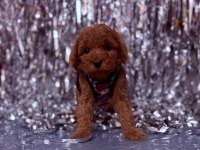 Sevimli Poodle Köpeği Yavruları