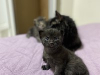 Kedilerimize kalıcı yuva aranıyor