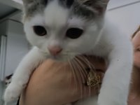 British Sevimli Yavru