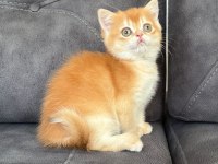 Kusursuz Renk Anne Baba Şecereli Golden British Shorthair