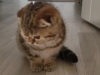 Scottish Fold Yavrular Yuva Bekliyor