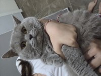 British shorthair patimize ömürlük yuva arıyoruz