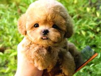 Toy Poodle Yavrular (Ücretsiz Değildir)